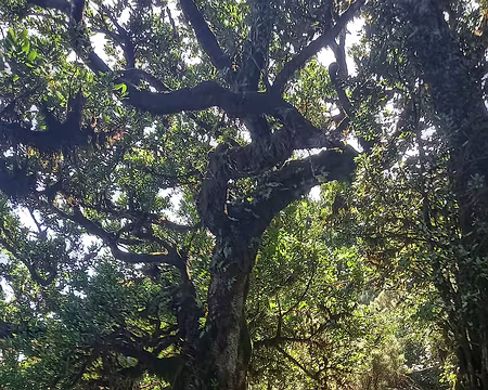 135 Fanal, Levada dos Cedros