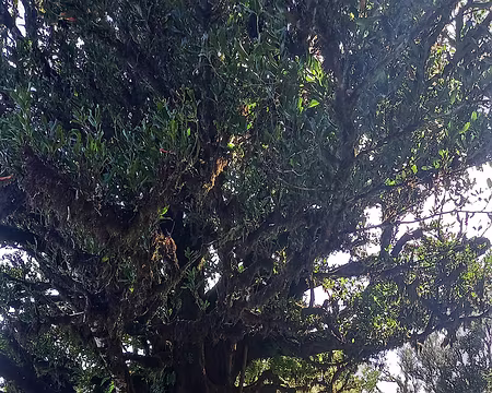 136 Forêt centenaire de lauriers de Macaronésie ou lauriers fétides.