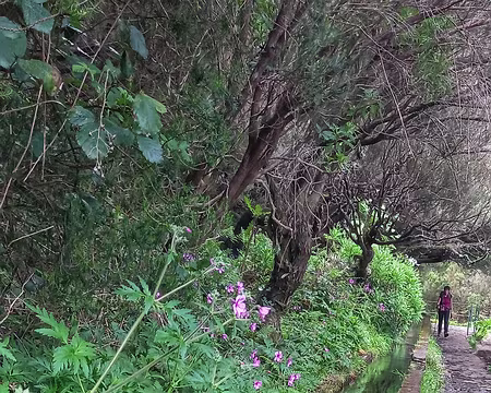 143 16-04-24 Levada des 25 fontaines, géraniums endémiques de Madère.