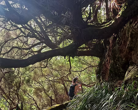 146 Dans la laurisylva