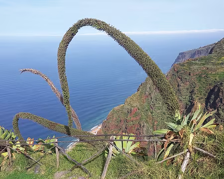 156 Agaves attenuata ou col de cygne.