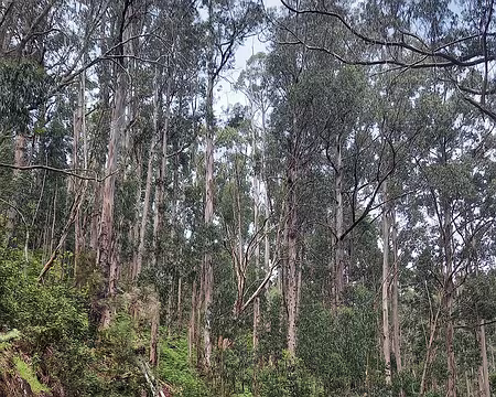 165 Dans les eucalyptus