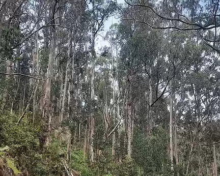 165 Dans les eucalyptus