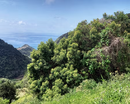 183 Acacia à bois noir, très envahissant.