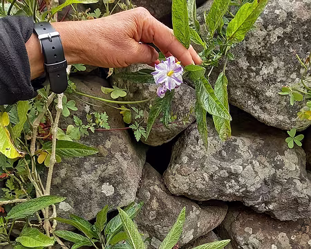 186 Poire-melon, ou pepino (solanum muricatum), ce fruit se plaît à Madère.