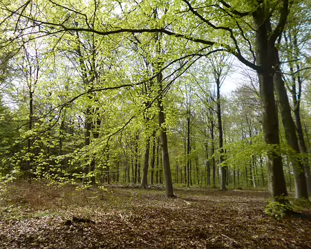 P1180956 Début de printemps en forêt de Saint-Germain