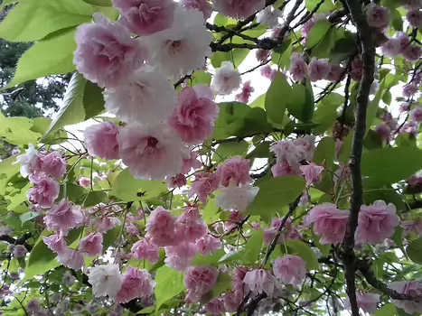 2024-04 Vallée-aux-Loups