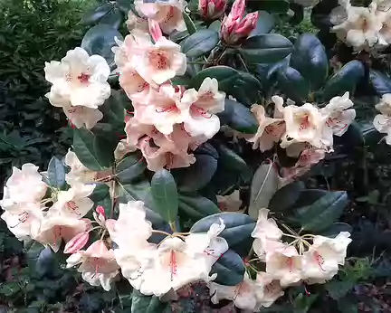 008 Rhododendron