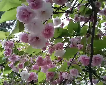 050 Cerisier du Japon. Merci Martine pour cette belle randonnée dans la Vallée aux Loups