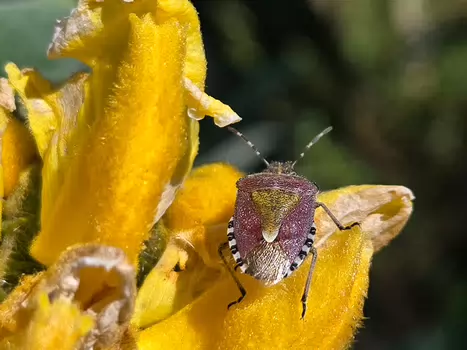 2024-05 Bretagne nord