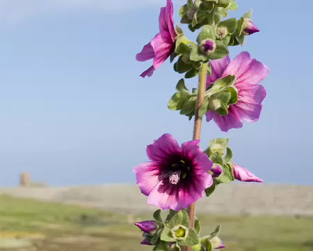 20240519_095552 Estran de Buguelès