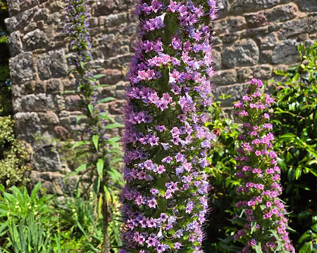 20240519_141629 Vipérine au jardin de Pellinec