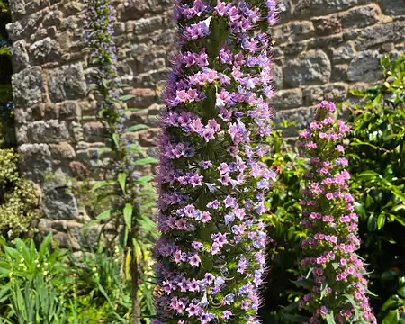 20240519_141629 Vipérine au jardin de Pellinec