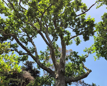 20240519_141742 Jardin de Pellinec