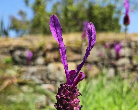 20240519_141905 Jardin de Pellinec