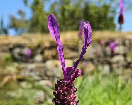 20240519_141905 Jardin de Pellinec