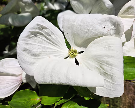 20240519_142114 Jardin de Pellinec