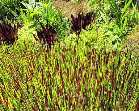 20240519_142415 Jardin de Pellinec