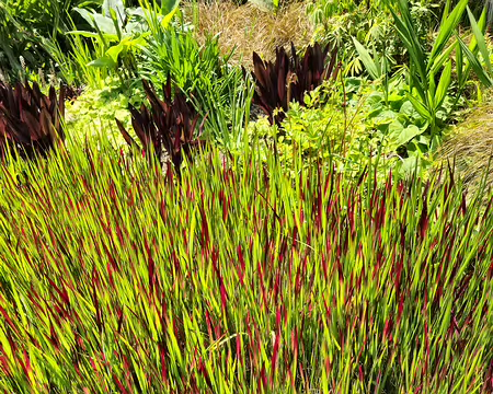 20240519_142415 Jardin de Pellinec