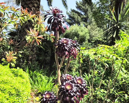 20240519_142757 Aeonium au jardin de Pellinec