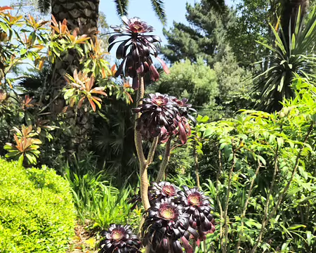 20240519_142757 Aeonium au jardin de Pellinec