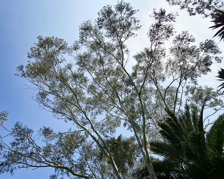 20240519_142938 Jardin de Pellinec