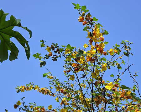 20240519_143100 Jardin de Pellinec