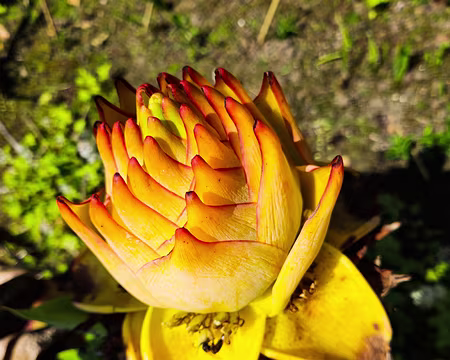 20240519_143701 Jardin de Pellinec