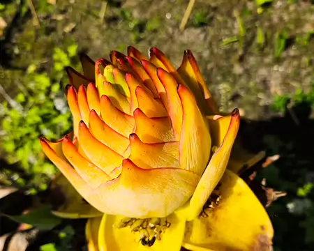 20240519_143701 Jardin de Pellinec