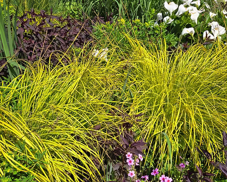 20240519_150100 Jardin de Pellinec