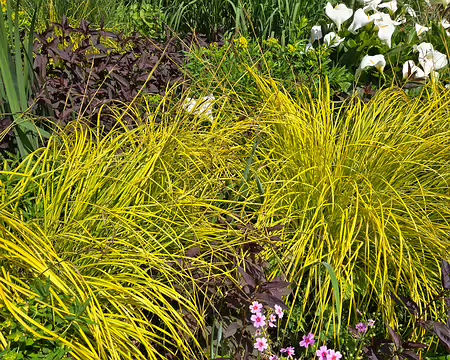 20240519_150100 Jardin de Pellinec