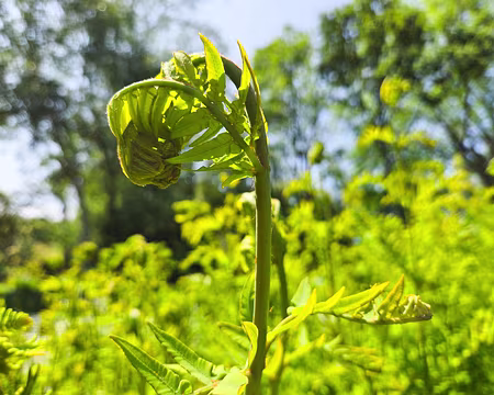 20240519_150320 Jardin de Pellinec