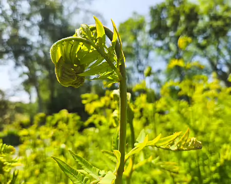 20240519_150320 Jardin de Pellinec