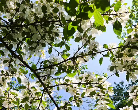 20240519_152527 Jardin de Pellinec