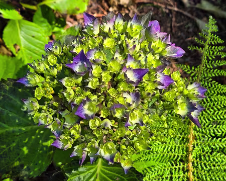 20240519_153013 Jardin de Pellinec