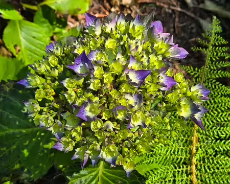 20240519_153013 Jardin de Pellinec