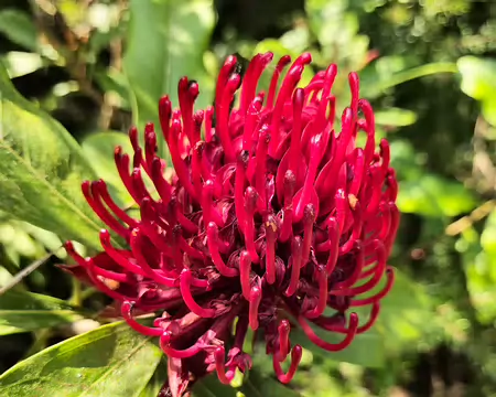 20240519_153139 Jardin de Pellinec