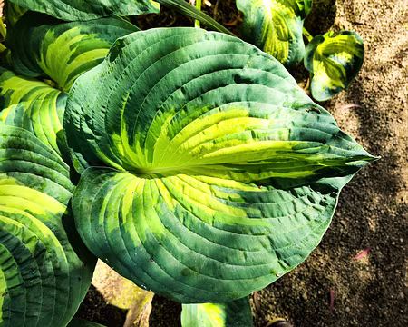 20240519_153600 Jardin de Pellinec