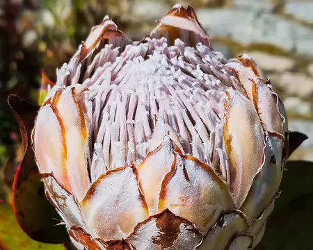 20240519_154936 Jardin de Pellinec