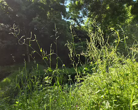 20240520_102216 La Roche-Jagu