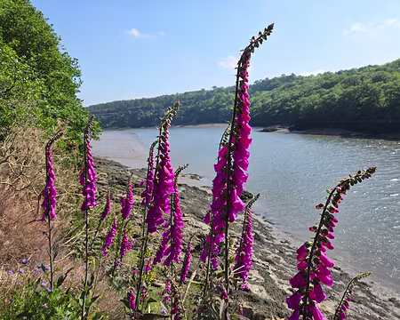 20240520_113057 La Roche-Jagu