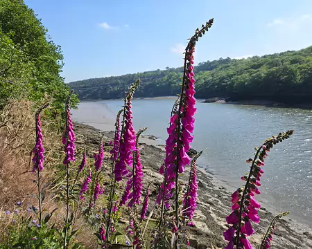 20240520_113057 La Roche-Jagu