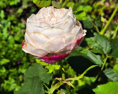 20240520_120757 Mme Alfred de Rougemont