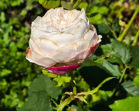 20240520_120757 Mme Alfred de Rougemont