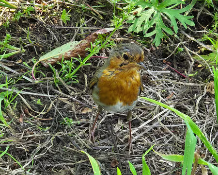 20240520_125209 La Roche-Jagu