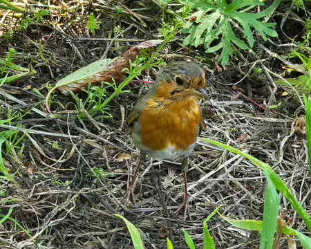 20240520_125209 La Roche-Jagu