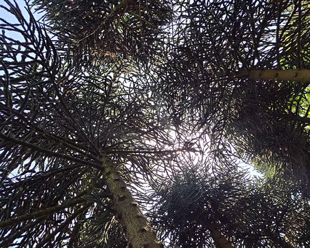 20240520_153540 Araucaria