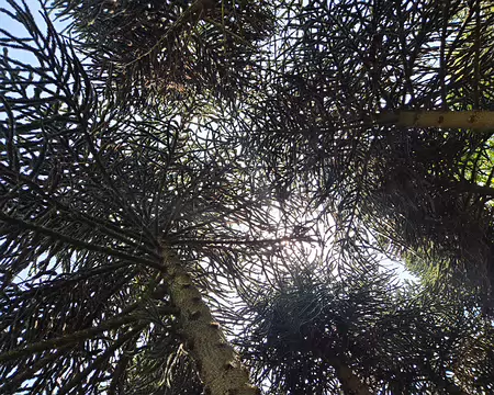 20240520_153540 Araucaria