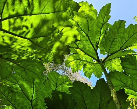 20240520_164414 Gunnera