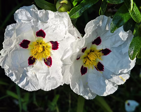 20240520_170326 Jardins de Kerdalo